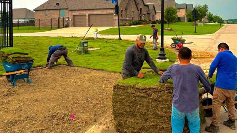 Sod Installation Project near Haltom City