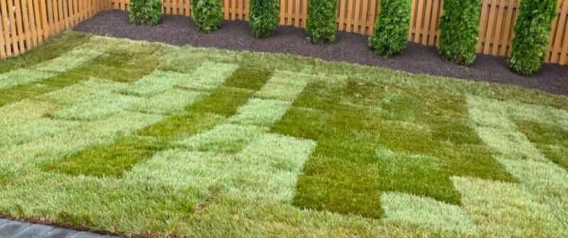 Lawn Replacement near Colleyville